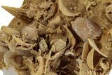 Miniature Fossil Cluster (Ammonites, Bivalves) - France #270563-3